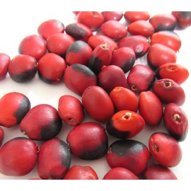 HUAYRURO BIG 3.5 oz (100 g) [Beads & Holes] South America Peruvian Amulet Huilouro Fruit (Large) Approx. 3.5 oz (100 g) Male (Black Dots)