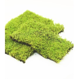 LUCKY PLANT Fresh Live Moss Variety Pack - Ideal for DIY Terrariums, Miniature Bonsai, Potted Plants, Reptiles, Succulents, (A Whole Piece of 8" x8" Fresh Racomitrium Moss)