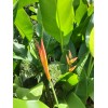 2X Orange Tropical Heliconia Rhizomes w/ 10 in stock, Exotic