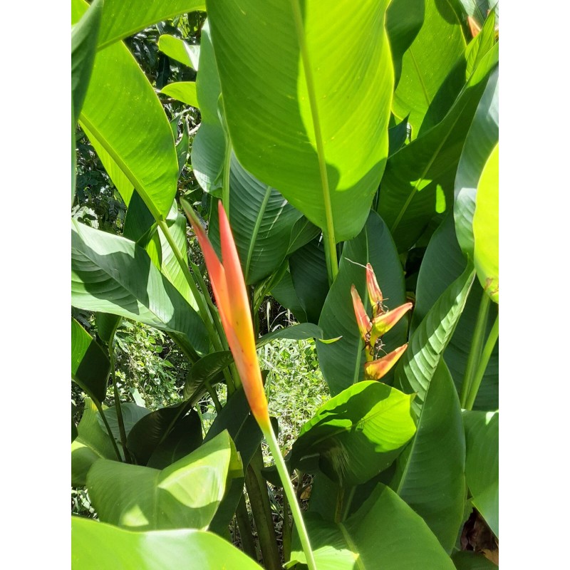 2X Orange Tropical Heliconia Rhizomes w/ 10 in stock, Exotic