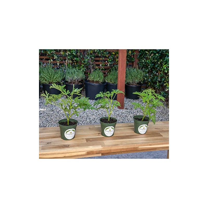 3 Citronella Plants, Mosquito Plants, 4” Nursery Pots, Live Plant