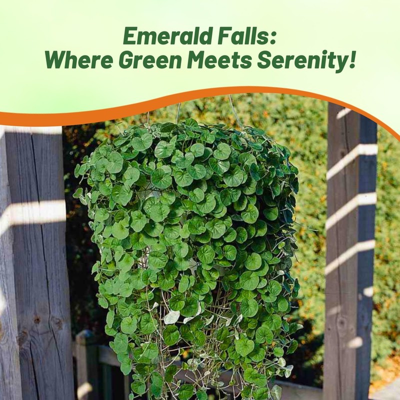 Outsidepride Perennial Dichondra Emerald Falls Seed - 30 Pcs Drought