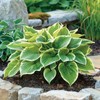 800 Pcs Hosta Jardin Seeds - Colorful Mixed Perennials for