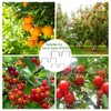 ZHAO GE Pack of 33 Branch Supports for Fruit Trees,