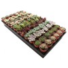 1.75" Mini Succulent Assortment (72 Pack)