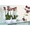 elho brussels orchid duo 25cm flowerpot - white