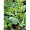 3 Water Hyacinth, 3 Water Lettuce Bundle. See Shipping Policy