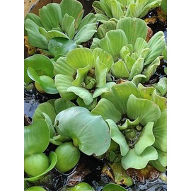 3 Water Hyacinth, 3 Water Lettuce Bundle. See Shipping Policy Before Purchase.