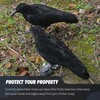 Volein Crow Decoy for Attracting Crows, 2-Pack Plastic Fake Crows