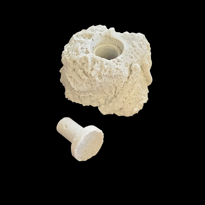 Coral Frag Propagation Rock x 1 With Plug