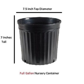 Red Ruffle Azalea - Live Plant - Full Gallon Pot