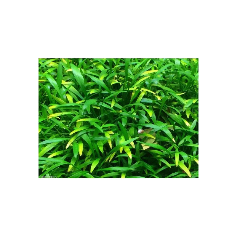 Cryptocoryne Parva Crypt Parva Easy Live Aquarium Plants BUY 2