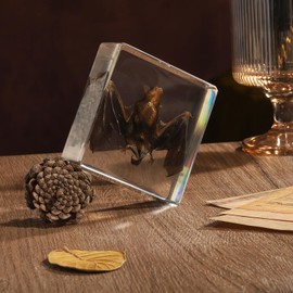 Pokiphip Taxidermy Bat, Real Bat Specimens Animal Specimen in Resin for Science Classroom Science Education, Great Gift for Fans of Taxidermy, Animal Skull, Oddities, Biology(3 x 3 x 1 inch)