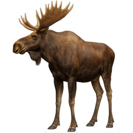 DP BOUTIQUE Moose 1FT Life Size Cardboard Cutout, Safari Theme Decoration, Animals Standup for Events, Party, Photography Props, 1 PC
