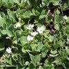Outsidepride 20 lb. Annual Subterranean Clover Seed for Pasture &