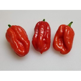 Aji Dulce Red Pepper 10+ Seeds