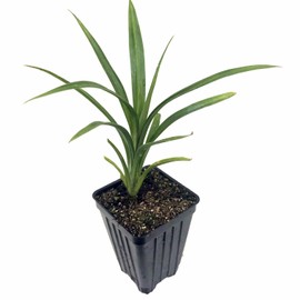 Pandan Live Plant - Pandanus amaryllifolius