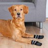 Trixie Dog socks, non-slip
