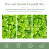 PHATOIL Essential Oil Peppermint 100ml Essential Oil Aroma Oil Gift