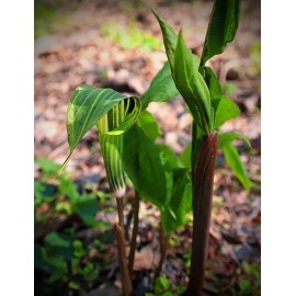 Serendipity Seeds Arisaema tortuosum 20 Seeds Tropical Cobra or Whip Cord Lily - 20 Seeds