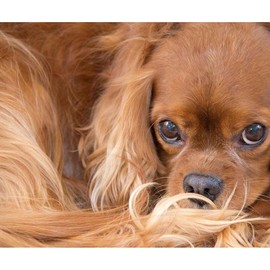 CafePress Sweet Friend Ruby Cavalier King Charles Spaniel Sh Sherpa Fleece Throw Blanket 60" L x 50" W