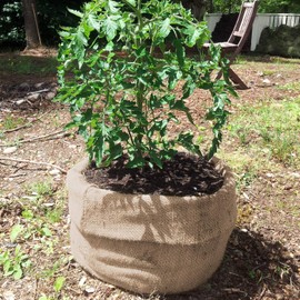 Burlap Bags,4 Pieces Extra-Large Burlap Bags Sturdy and Rugged Burlap Bags for Planting/Gardening,Kids Sack Bag,Birthday Party Game for Kids & Adults (24" x 40")