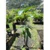 Tropicbloom Botanics Big Grafted Mango (Mangifera ) Nam Doc Mai
