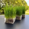 Organic Cat Grass Kit 3 Pack | Non GMO Mixed