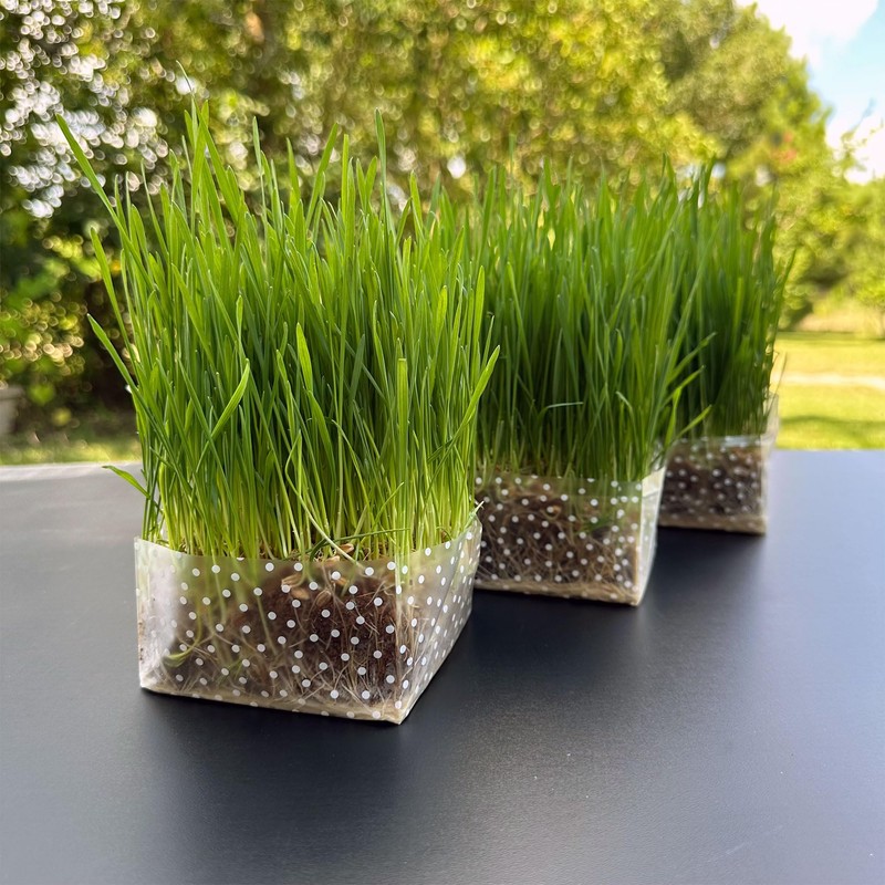 Organic Cat Grass Kit 3 Pack | Non GMO Mixed
