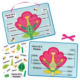 Baker Ross FN459 Flower Parts Biology Kits - Pack of 4, STEM, Science, Maths and Learning Aids for Kids and Schools