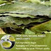 60+ Natural Mango Whole Leaves Dried, 100% Pure Dried Mango