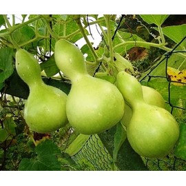 SeedsUP - 10+ Seeds Bottle Gourd (Calabash, Lagenaria) - Vegetable Green