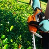 GARCARE Corded Electric Hedge Trimmer - Electric Tree Trimmers, Branch