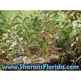 Sharons Florida Partridge Pea Seeds (Chamaecrista fasciculata)  Organic 40 Seeds