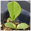 Everwilde Farms - 1 Oz Blue Wild Indigo Native Wildflower