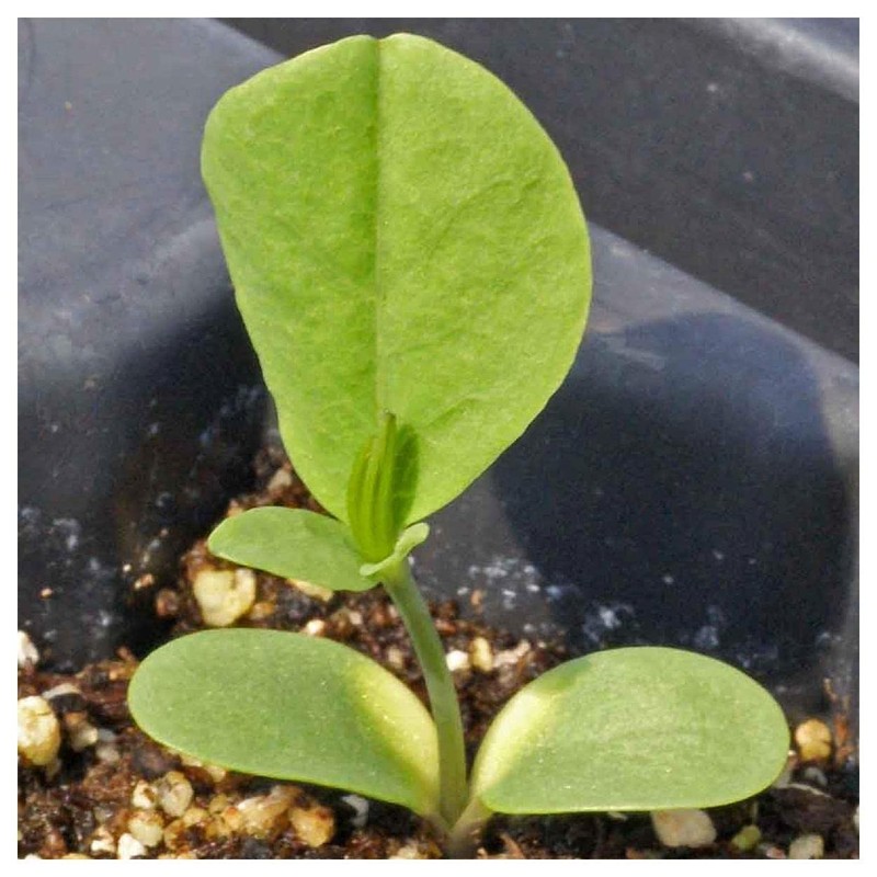 Everwilde Farms - 1 Oz Blue Wild Indigo Native Wildflower