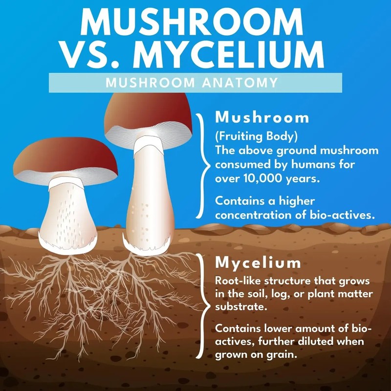 Bold Botanica Reishi Cápsulas 60 Vegan Extracto Orgánico