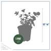 Live Aromatic and Edible Herb - Eucalyptus (4 Per Pack)