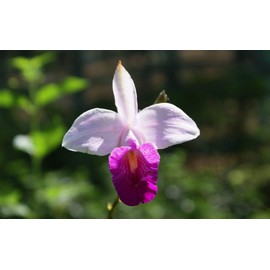 Hawaiian Bamboo Orchid Arundina Graminifolia Roots 1 Pack 2 Roots LJK23