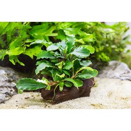 SubstrateSource Live Aquarium Plants on Driftwood, Lava Rock, Moss Mat - Freshwater Fish Tank Plants (Bucephalandra Green Wavy, Driftwood (Small))