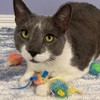 SPOT Stringy Mice & Balls - Catnip Cat Toys, Interactive,
