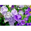 Canterbury Bells Campanula Medium Bluebells Flower Garden About 100 Seeds