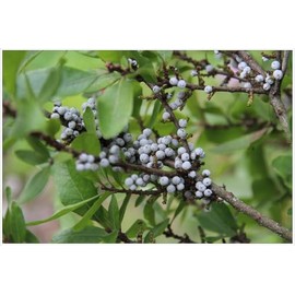 Live Plant from Green Promise Farms - Myrica pensylvanica, Northern Bayberry #3 Gallon Size Container Green