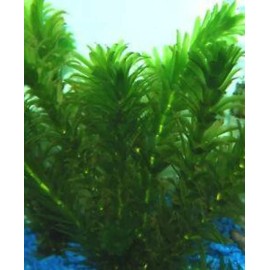 *BUY 2 GET 1 FREE* Anacharis Elodea Egeria Densa Easy Live Aquarium Plants ✅