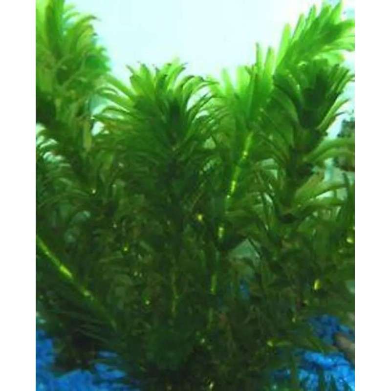 *BUY 2 GET 1 FREE* Anacharis Elodea Egeria Densa Easy