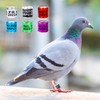 FULAIERGD Pack of 100 Multicoloured Aluminium Pigeon Leg Rings, Identifying