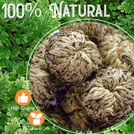 4-Pack Large Premium Dried Rose of Jericho, Selaginella Resurrection Grass, Dried Fern Scale Leaf Prayer Plant, Symbol of Abundance and Prosperity, Ideal for Home Decoration and Spiritual Healing