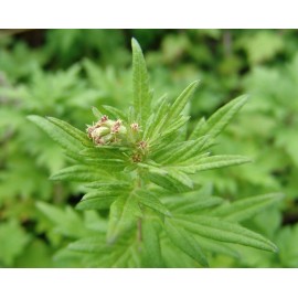 Natures Potions Ltd MUGWORT SEEDS, 100 Seeds, Artemisia vulgaris, Medicinal Herb, TCM - Aicao