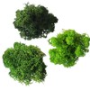 Eurofoto Iceland Moss Set Preserved – Real Natural Moss for