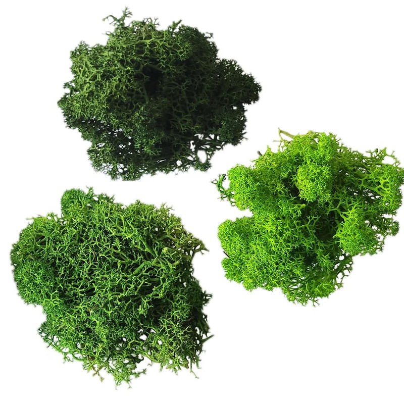 Eurofoto Iceland Moss Set Preserved – Real Natural Moss for